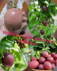 Maracuja violette (fruit de passion)
