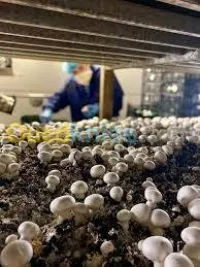 chambre de culture pour champignons