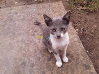 jijel-algerie-chat-belle chaton-crise-de-2-mois-offert 