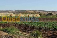تيبازة-بوسماعيل-الجزائر-أرض-فلاحية-byaa-ard-flahy-tybaz-bosmaaayl