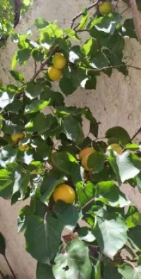 Location Villa Alger Saoula