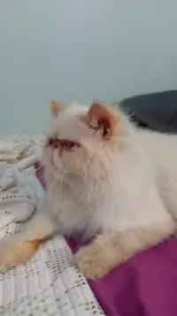 Chat persan pour accouplement 
