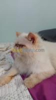 alger-birkhadem-algerie-chat-persan-pour-accouplement