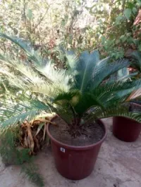 cycas plantes