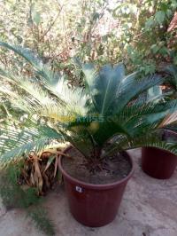 بستنة-cycas-plantes-البليدة-الجزائر
