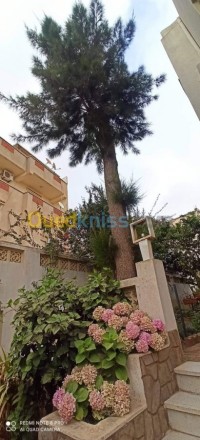 الجزائر-وسط-تنظيف-و-بستنة-abattage-élagage-d-arbre