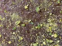 Kelb louz et Baklawa,cigare,ktaifقلب اللوز،قطايف