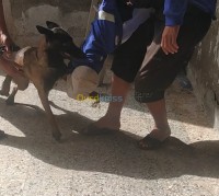 بومرداس-سي-مصطفى-الجزائر-كلب-chiene-malinois
