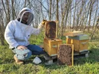 Formation d'apiculture 