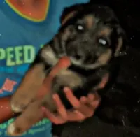 Chien berger allemand 2 mois  