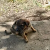 Chiot جرو Malinoi berger belge مالينوا
