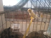 Canari 
