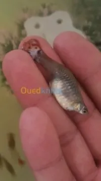 Guppy royale