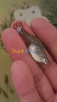 سيدي-بلعباس-الجزائر-سمك-guppy-royale