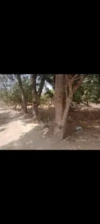 Vente Terrain Tlemcen Tlemcen