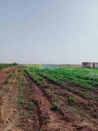 الجلفة-عين-وسارة-الجزائر-أرض-vente-terrain-djelfa-ain-oussara