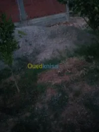 Vente Terrain Tlemcen Maghnia