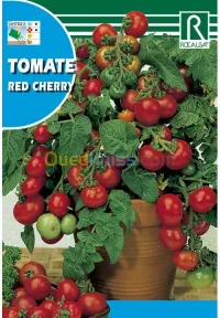 Graine de Tomate Cerise 