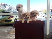 Chiot caniche bichon 