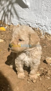 بومرداس-الجزائر-كلب-caniches