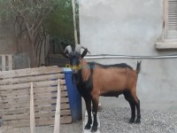 بجاية-أقبو-الجزائر-حيوانات-المزرعة-bouc