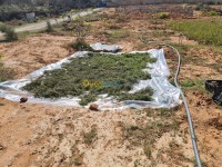 وهران-الجزائر-غذائي-verveine-bio
