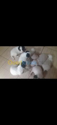 بجاية-الجزائر-كلب-des-bb-caniche-bichan-blanche