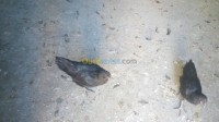 تلمسان-سبدو-الجزائر-حيوانات-المزرعة-دجاج