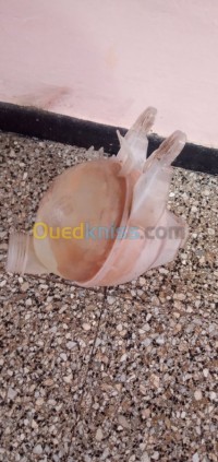 وهران-الجزائر-قطع-المحرك-vase-d-eau