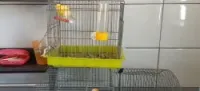 Canari