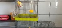الجزائر-سطاوالي-عصفور-canari