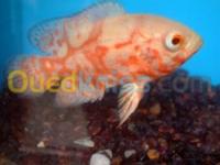 الجزائر-باش-جراح-سمك-poisson-oscar-arwana-silver-red-parrot