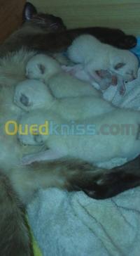 algiers-alger-centre-algeria-cat-ventedechatton