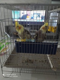 boumerdes-larbatache-algeria-bird-عصفورين-كالوبسيت