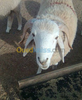 animaux-de-ferme-كباش-mouton-oued-smar-alger-algerie
