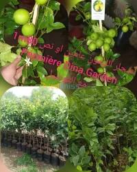 اشجار الليمون certifié 