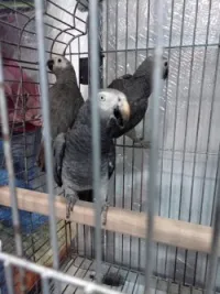 Gabonais timneh 
