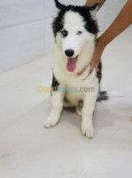 tiaret-algerie-chien-husky-poil-long