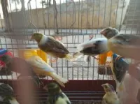 canari