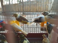 الجزائر-بئر-مراد-رايس-عصفور-canari