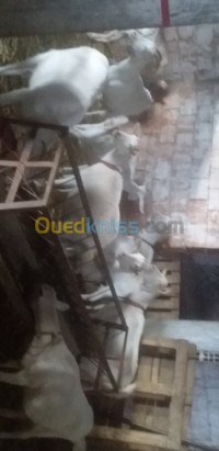 تيزي-وزو-الجزائر-حيوانات-المزرعة-mamour-raass