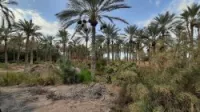Vente Terrain Agricole Biskra Tolga
