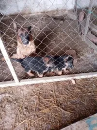 Chiots berger