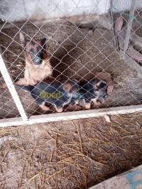 tizi-ouzou-tigzirt-algerie-chien-chiots-berger