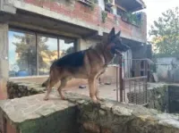 Berger allemand pedigree 