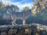 الجزائر-زرالدة-كلب-chien-malamute-de-l-alaska