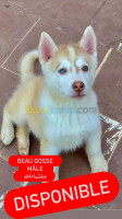 alger-dely-brahim-algerie-chien-husky-pure-race