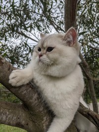 قطة-british-shorthair-14-mois-بوزريعة-الجزائر