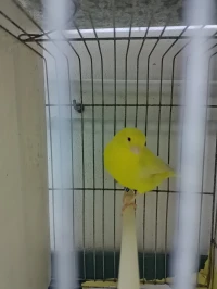 Femelle Satine jaune 2023