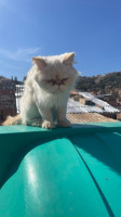 chat-persan-femelle-2-ans-piky-face-blida-algerie